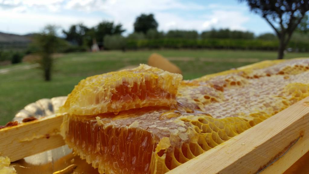 I Sicomori - Seme Di Carota - Glamping E Appartamenti Con Piscina A Saturnia Exteriér fotografie